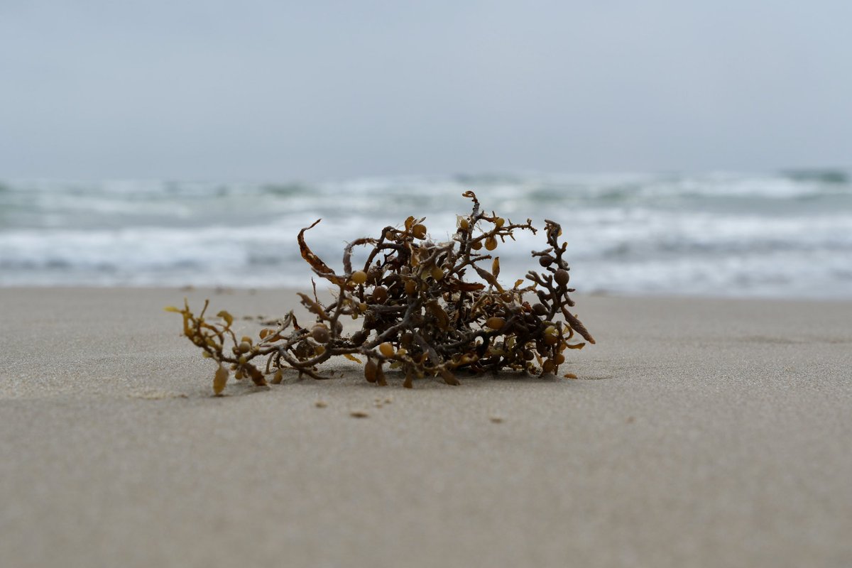 jasonmoodytx's tweet image. #southpadre #southpadreisland #photoshoot #travel #texas