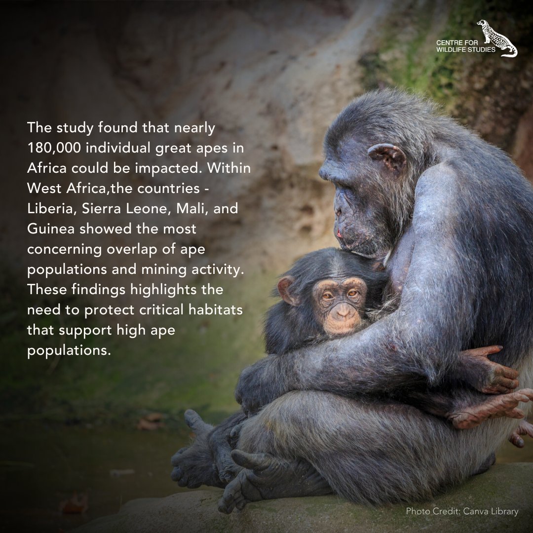 A third of Africa’s great apes are threatened by mining activities.

Read the original article at: downtoearth.org.in/news/wildlife-…

#News #Research #Article #GreatApes #Africa #Mining #Gorilla #HabitatLoss #Biodiveristy #Chimpanzee #Orangutan