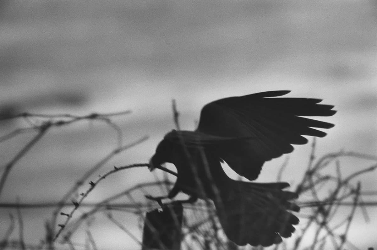 🐦‍⬛ La próxima semana inauguramos la exposición #Ravens de Masahi Fukase en el @cbamadrid  ¡No te pierdas la inauguración el 28 de mayo a las 18h! Más info phe.es/exposicion/rav… © Masahisa Fukase Archives #PHE24 #SecciónOficial #MasahisaFukase #FotografíaJaponesa
