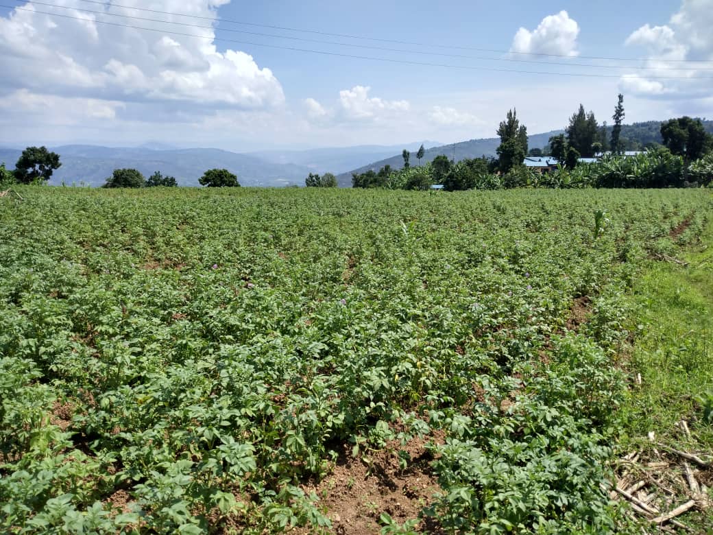 KANYINYA SECTOR (@kanyinya_sector) on Twitter photo Uyu munsi kuwa 21/05/2024 mu murenge wa Kanyinya Umukozi ushinzwe Ubuhinzi yasuye abahinzi b'ibishyimbo n'ibirayi asanga bimeze neza,batangiye no gusarura <a href="/CityofKigali/">City of Kigali</a> <a href="/Nyarugenge/">Nyarugenge District</a> Uyu munsi kuwa 21/05/2024 mu murenge wa Kanyinya Umukozi ushinzwe Ubuhinzi yasuye abahinzi b'ibishyimbo n'ibirayi asanga bimeze neza,batangiye no gusarura <a href="/CityofKigali/">City of Kigali</a> <a href="/Nyarugenge/">Nyarugenge District</a>