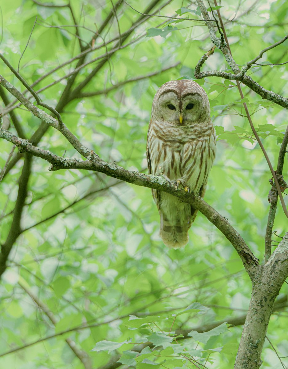 Good Morning. #Nature #Wildlife #BarredOwl #Owls #Photography #Tuesday