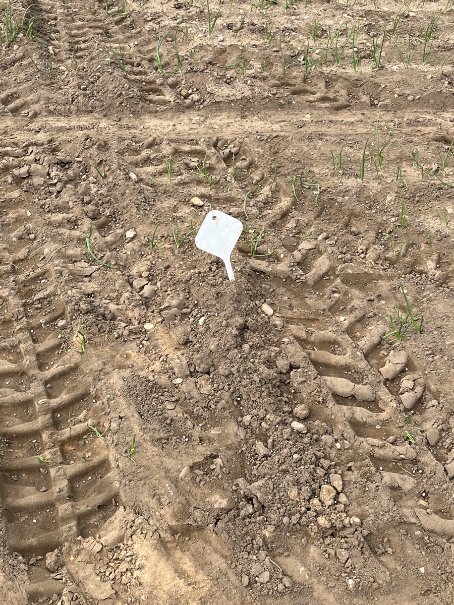 Andrew Francis (PFIAgrM. ARAgS) (@andrewf1882) on Twitter photo Looks simple on the surface but hoping the hidden technology will map deep soil leachate beyond the rooting zone. Multi year trial <a href="/HomeFarmNacton/">Home Farm (Nacton)</a> Looks simple on the surface but hoping the hidden technology will map deep soil leachate beyond the rooting zone. Multi year trial <a href="/HomeFarmNacton/">Home Farm (Nacton)</a>