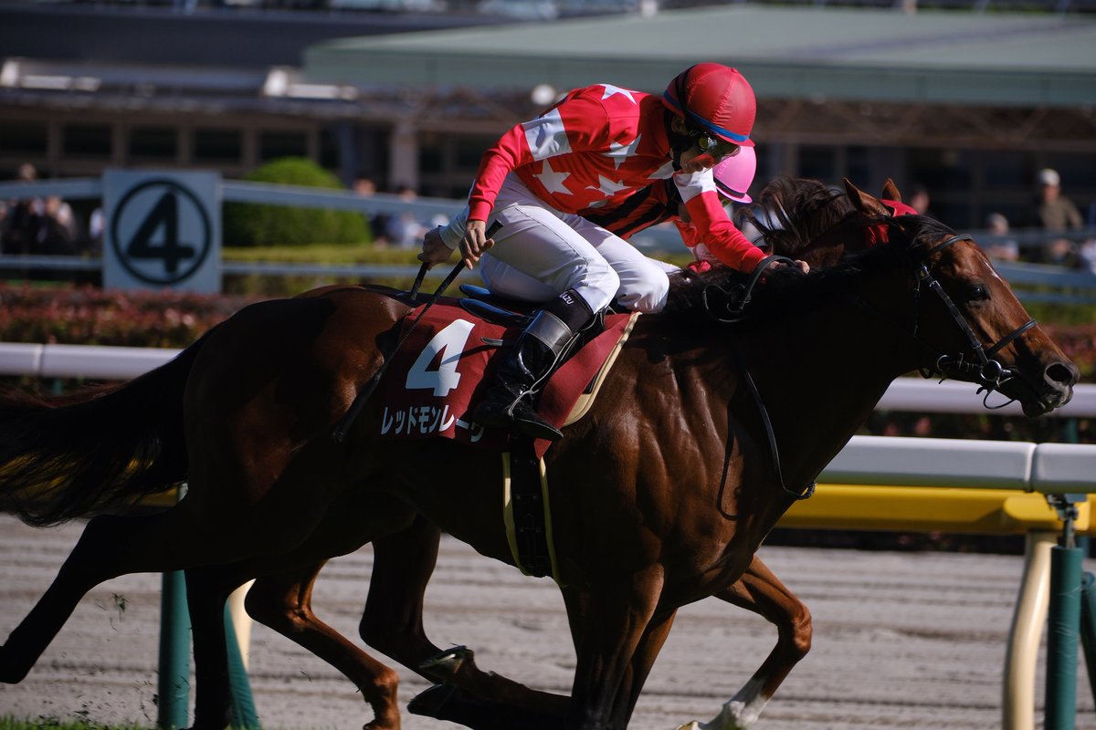 2024.5.11
東京競馬場11R　京王杯スプリングカップ

レッドモンレーヴ号
横山和生騎手

奥にいるウインマーベル号との一騎討ち！
惜しくもハナ差及びませんでしたが、格好よかったです。