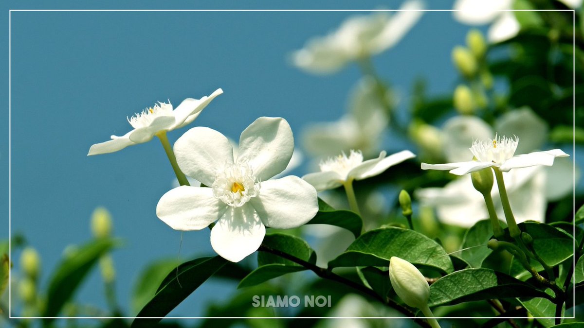 siamonoitv2000's tweet photo. #Fiori primaverili, le 10 piante che dovresti avere in balcone. Alle 15.15 in diretta su @TV2000it. #siamonoitv2000 #tv2000 #primavera #balconifioriti @DrAndronicoF https://t.co/HAavaQMPz6