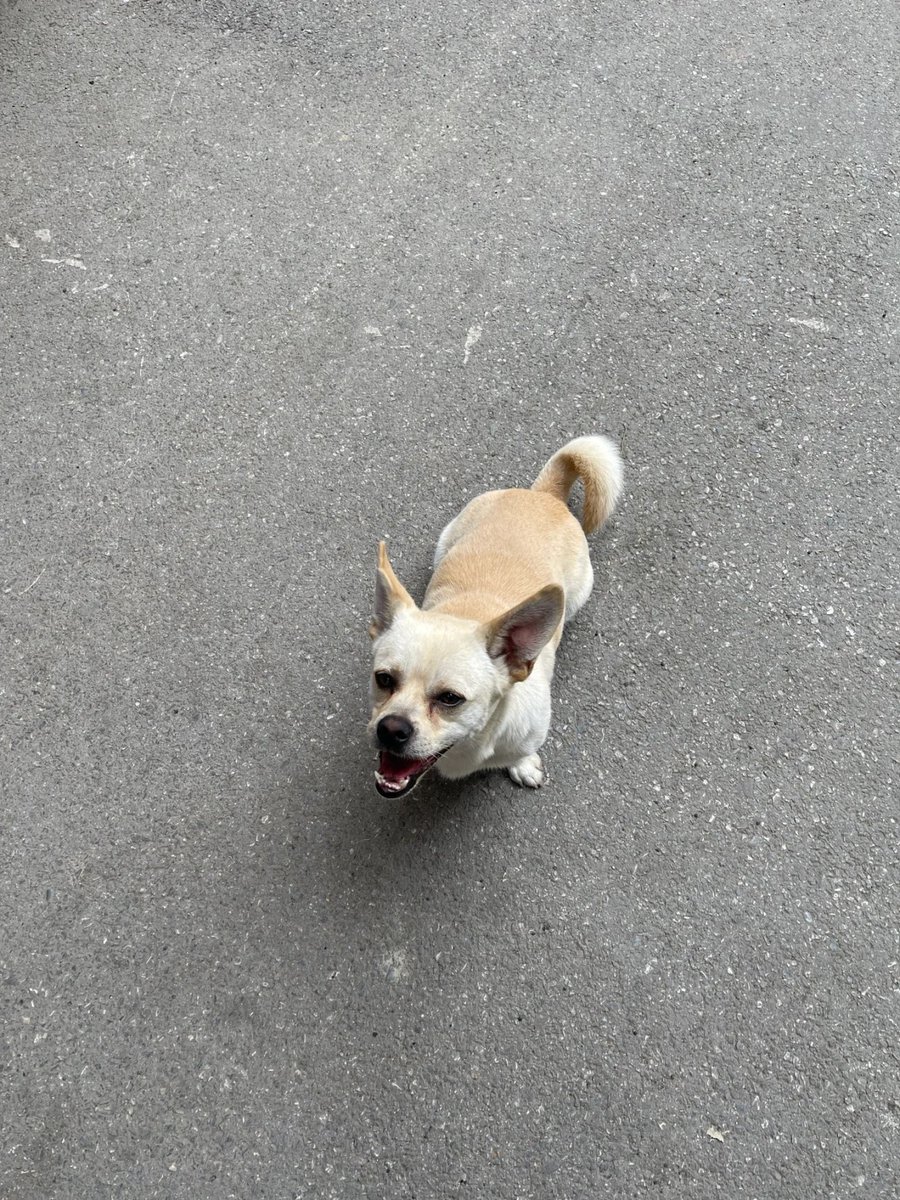 jb41euphemiah's tweet photo. Stray dogs near the company https://t.co/wJQUDTGxLB