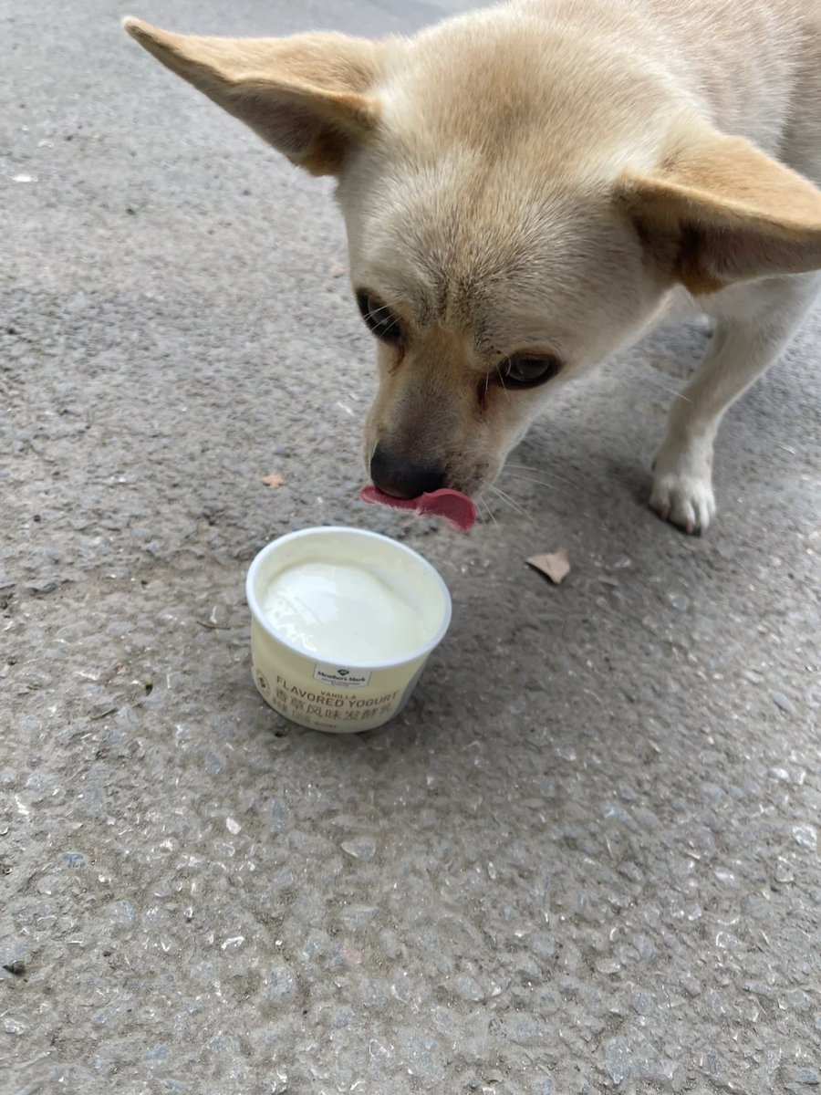 jb41euphemiah's tweet photo. Stray dogs near the company https://t.co/wJQUDTGxLB