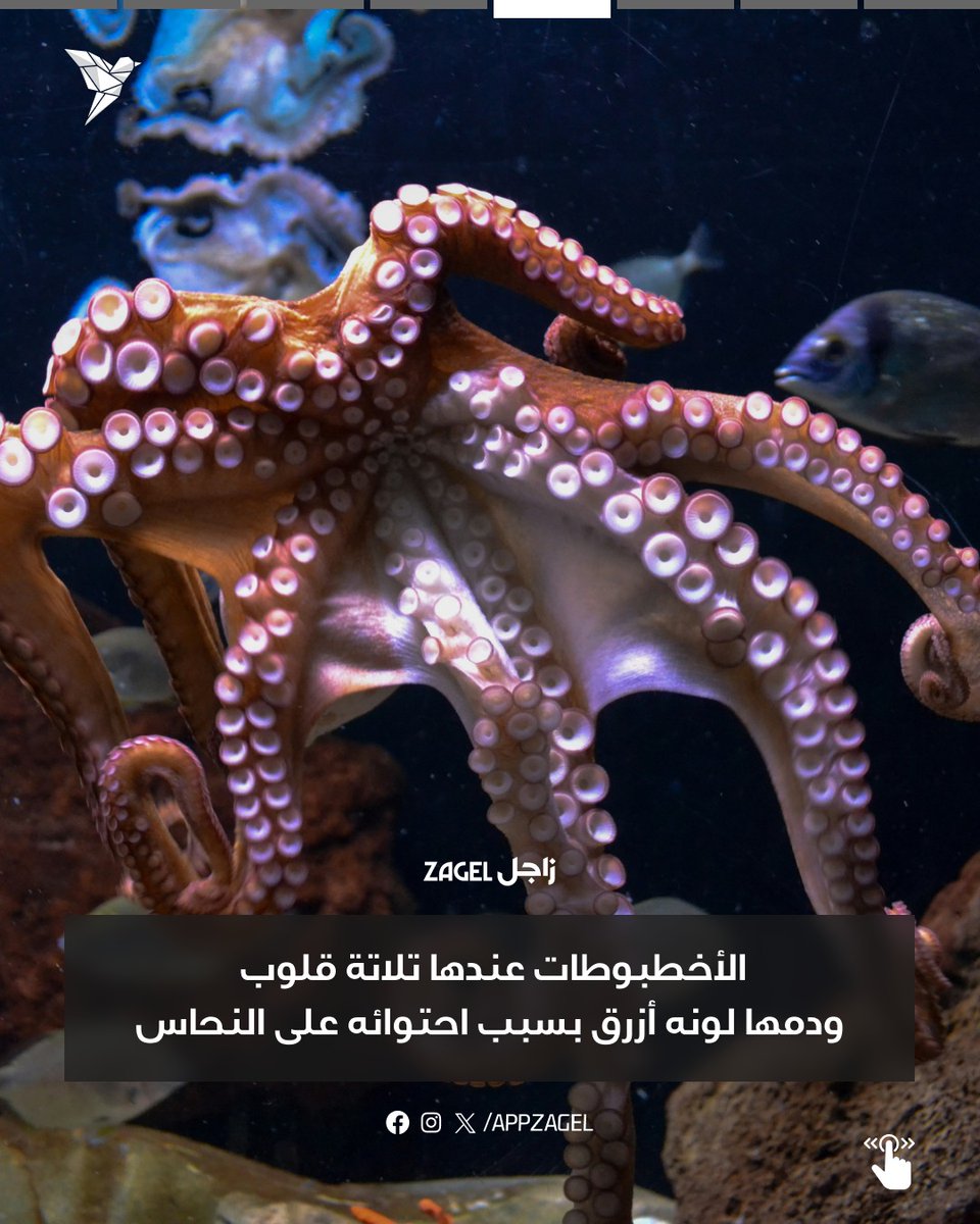 AppZagel's tweet photo. https://t.co/QaQGIAzsgT