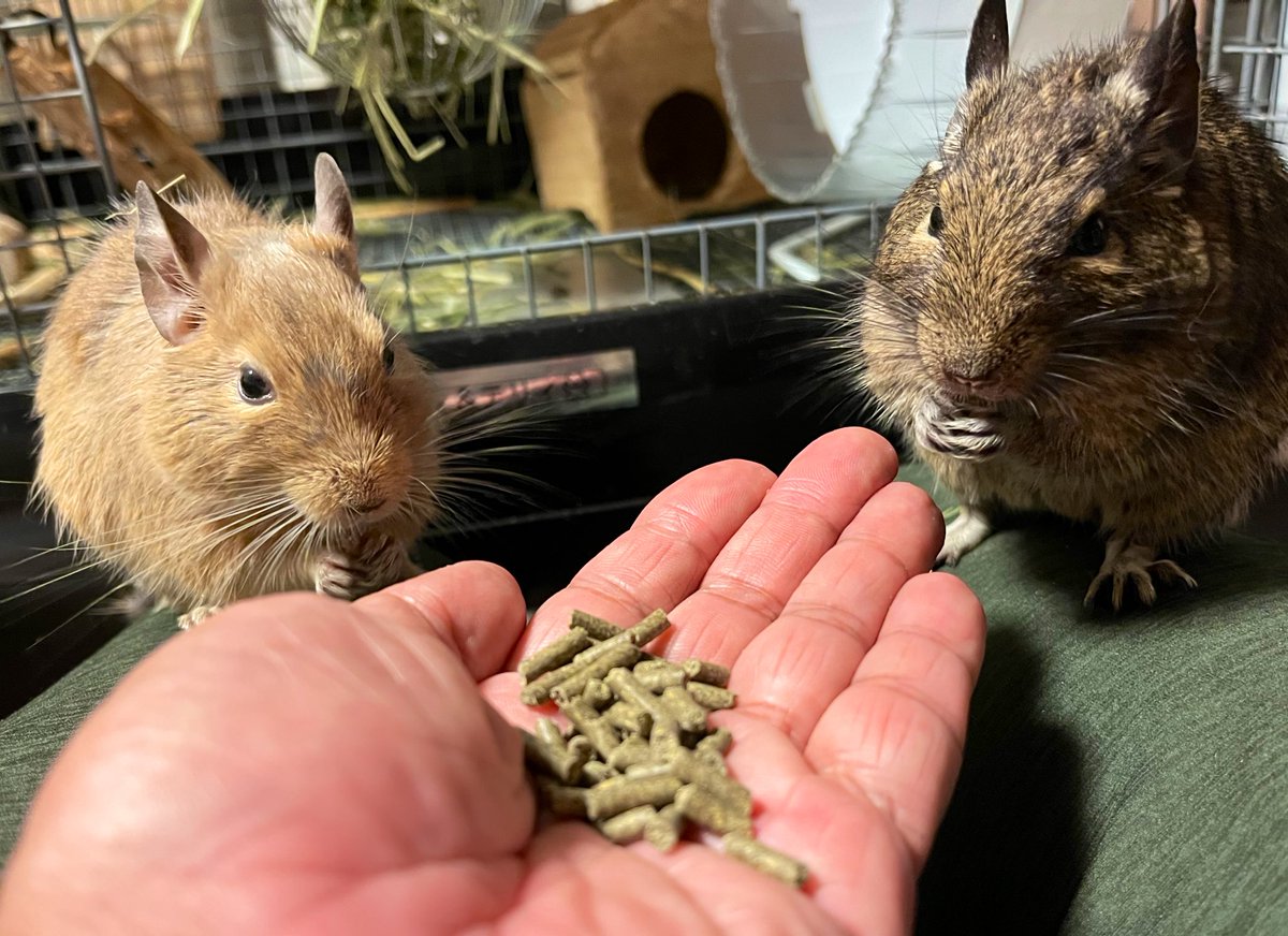 モルフードが好きなんです。　#デグー　#アンデスの歌うネズミ #degu #octodon #smallanimal #ドリィとテリィ