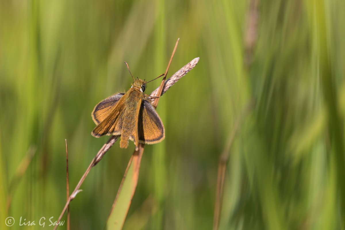 Better late than never! I've written a blog post about a fabulous 2 day trip last year to see the Large Blue and Lulworth Skipper 🦋 - both species were new to me. You can read about it here: lisagsaw.co.uk/a-butterfly-qu… @savebutterflies @bob_eade