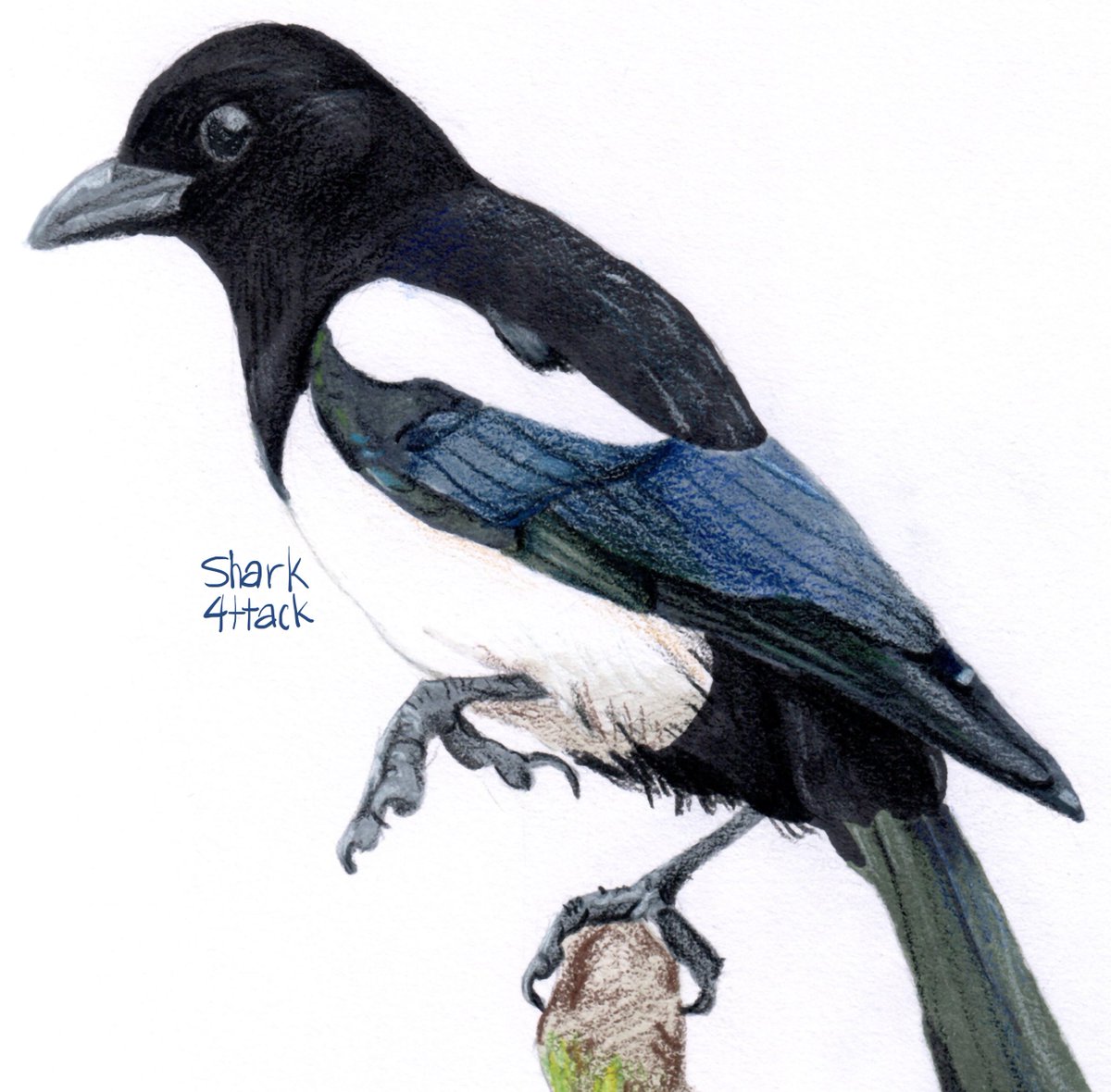 another older bird drawing i scanned: eurasian magpie, drawn with cheap alcohol markers and prismacolor pencils. i really like this technique, way faster and easier in my opinion

follow me and write a reply if you want to be moots btw : D

#arttwt #artmoots