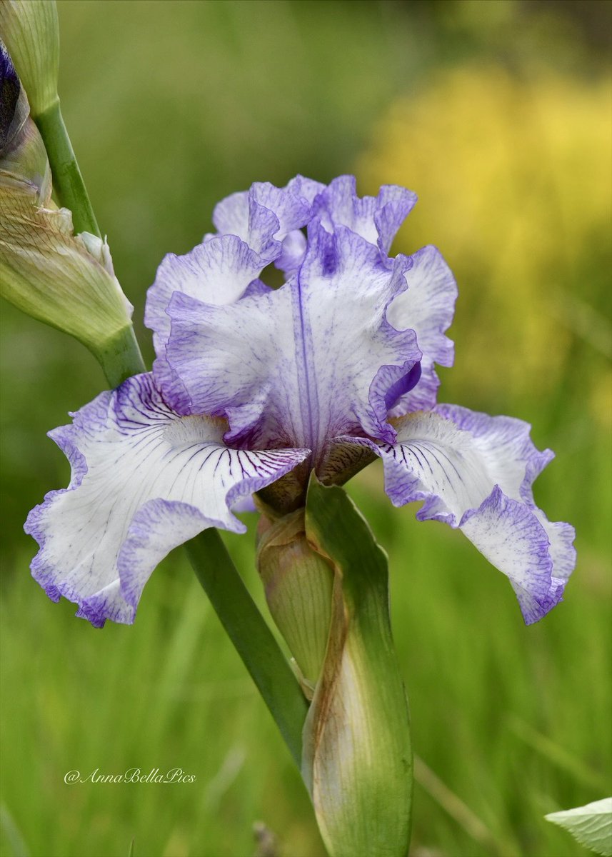 Always one of the first bearded irises to bloom in the garden and a delight with his crisp white ruffled blooms that are edged with a violet lavender … ‘Earl of Essex’💜🤍 #gardening #flowers