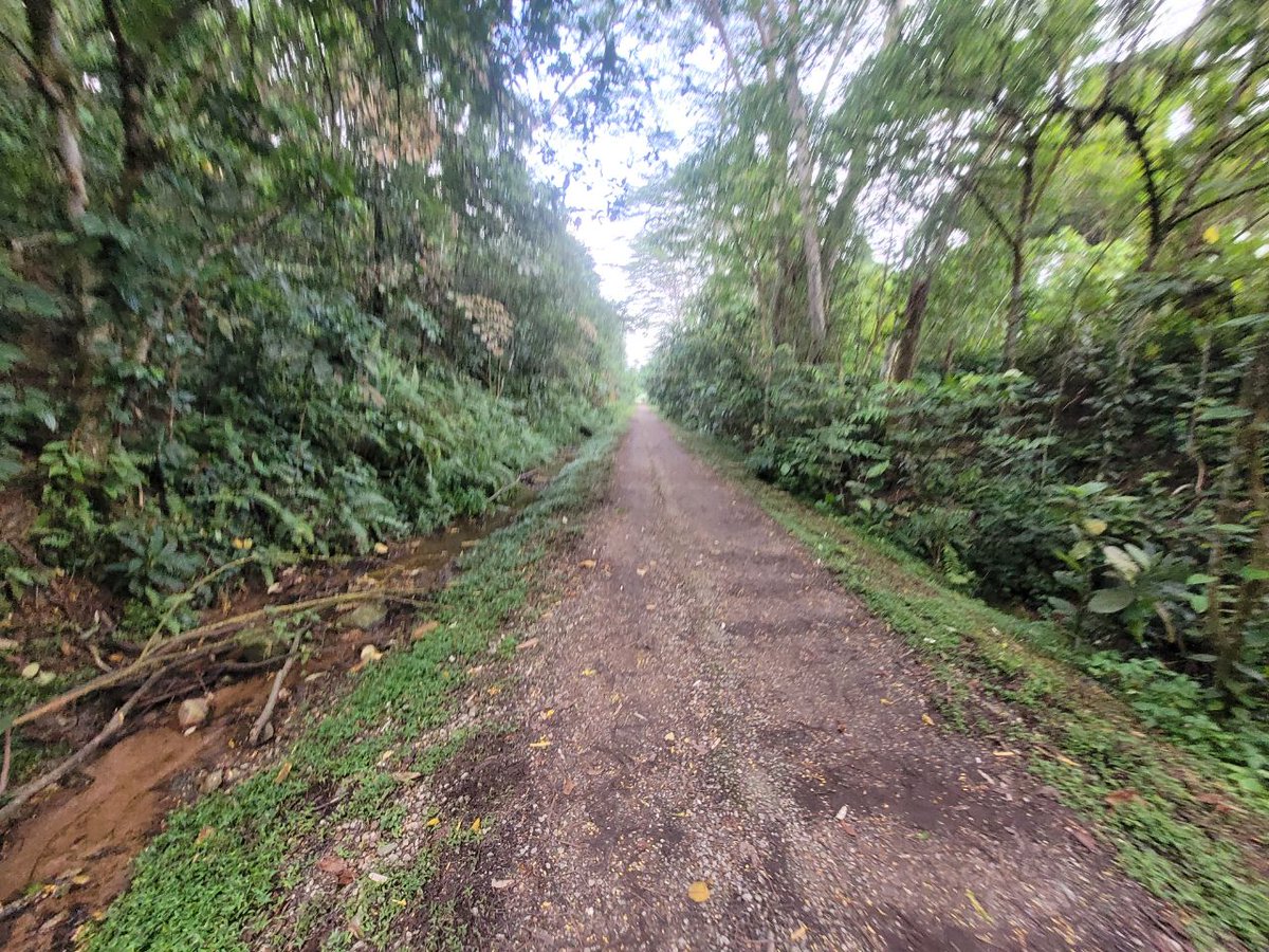 Gyrowoof's tweet photo. 10km trail run along the rail corridor and hill work at the disused Singapore Quarry area! #WuffRun https://t.co/kqGMNdFOds