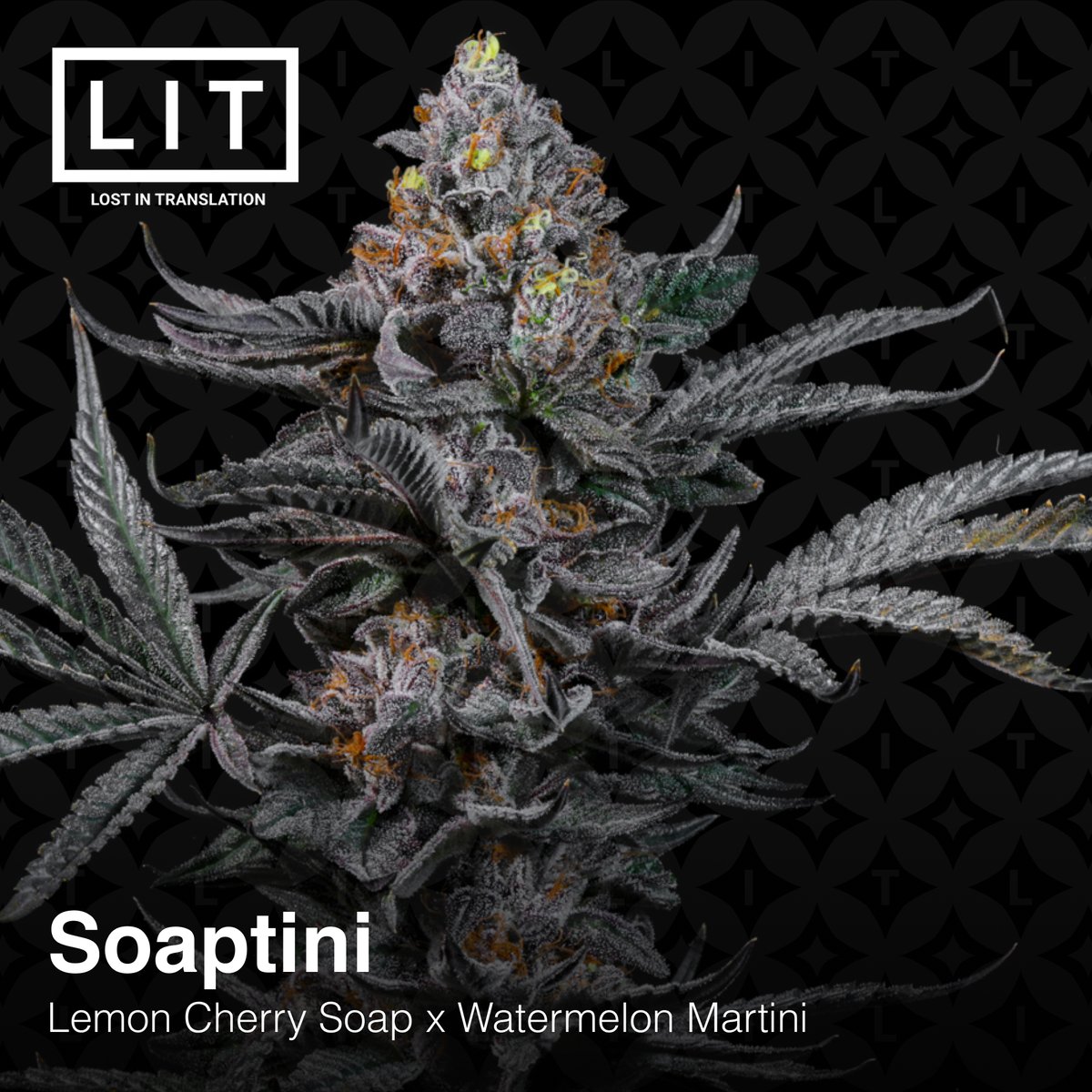 🧼SOAPTINI🍸 - now available!