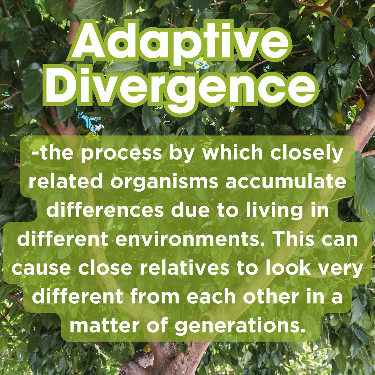 ConBiology's tweet photo. What do we mean when we discuss #AdaptiveDivergence regarding #evolution? ๐ฑ
#WordoftheWeek #Conservation #science #stem #stemwords https://t.co/G1VxzoJHXF