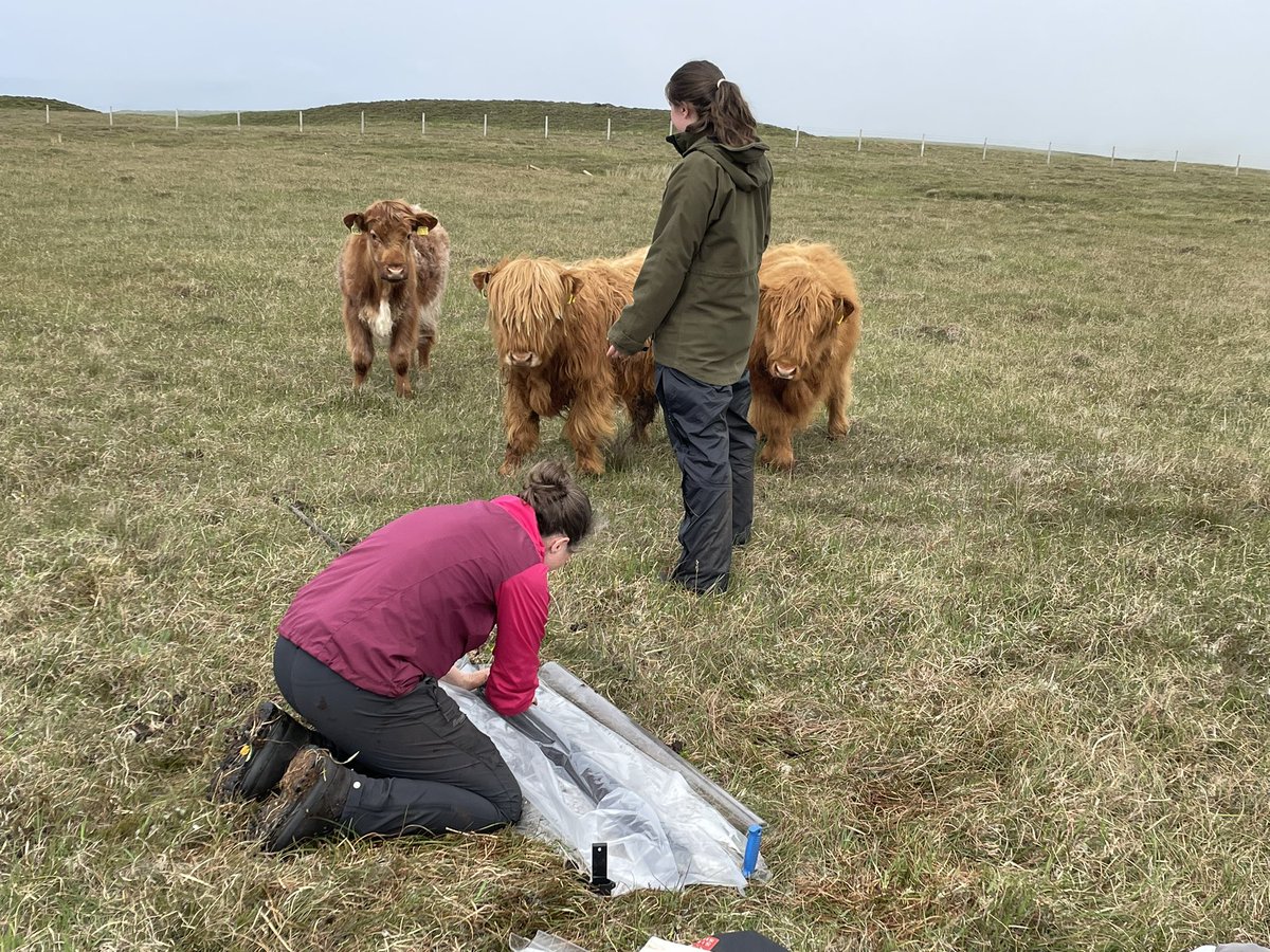 A few days of coring peatbogs on Islay, the Inner Hebrides, provides enough material to keep both the DNA lab and the geo lab going for some time: su.se/english/news/p… #aDNA #cpgSTHLM #archaeogenetics