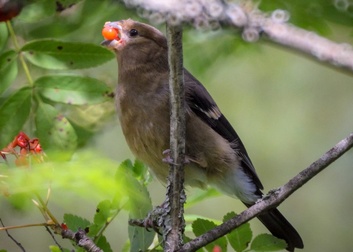 Juvenile Bullfinch at Aberavon. S Wales, extracting the seeds from Rowan fruit.