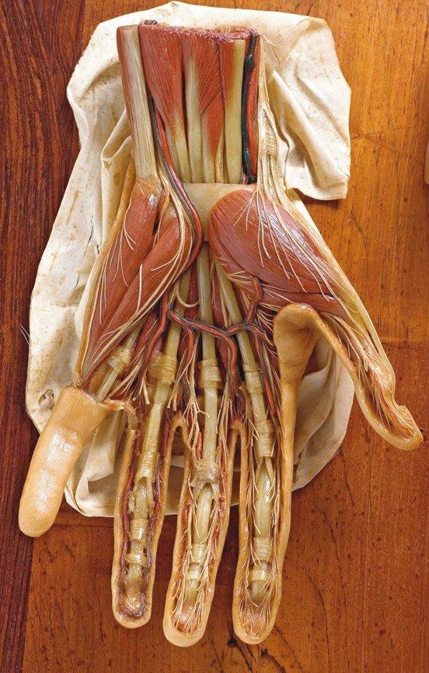 Impresionante modelo en cera de la anatomía de la mano 📸 Clemente Susini