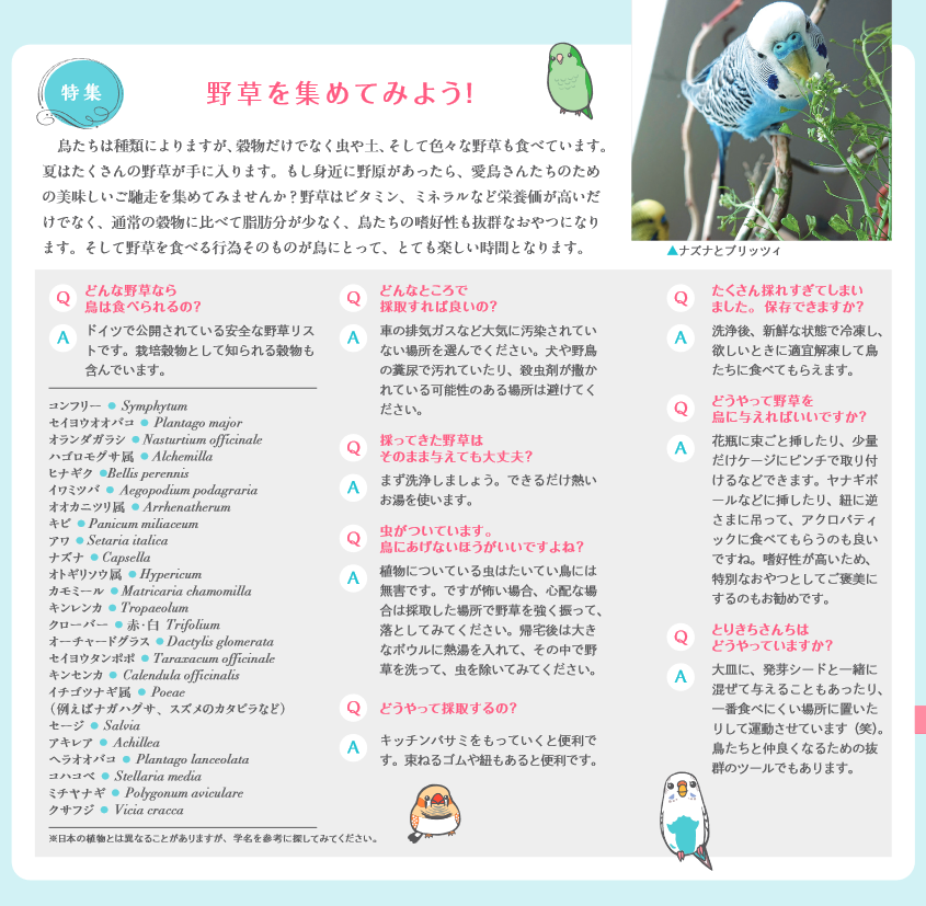 tyokochou's tweet photo. 自然界には鳥が食べられる野草がたくさんあるのをご存知ですか？2023年かわら版夏号（バックナンバー）から抜粋してお届けします。ドイツと日本では植生が異なるかもしれませんが、学名・注意点などを参考になさってください。 https://t.co/LarHPptRKY