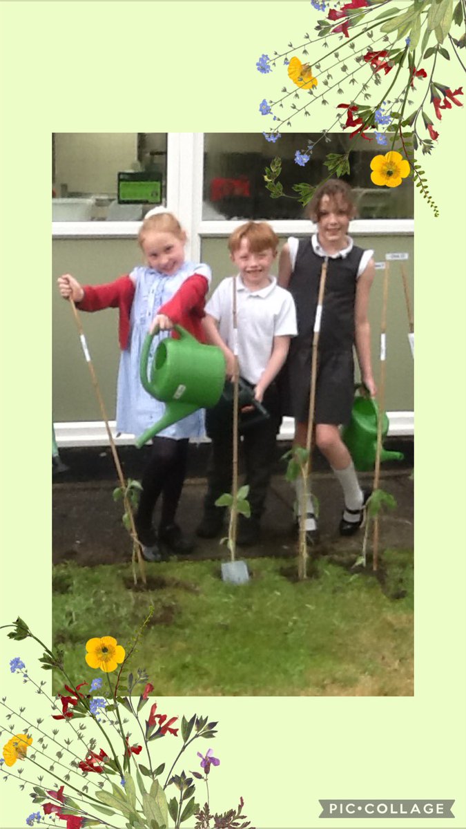 The nurture group helped to plant the sunflowers too🌻, these children are making sure they will grow by watering them!! 💦 #melthamgrowing @EcoSchools