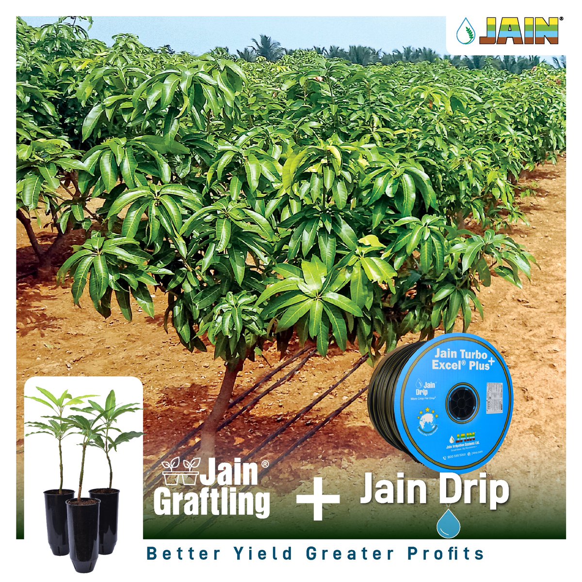 Thrive with precision: Jain Mango Graftling and Jain Dripline—a match made for maximum yield! 🥭 💧 

Cultivate success and sustainability in every drop with #JainIrrigation 💯

#MangoFarming #FarmingTips #AgTech #Agri #JainIrrigation #JainDrip #JainGraftling #JISL