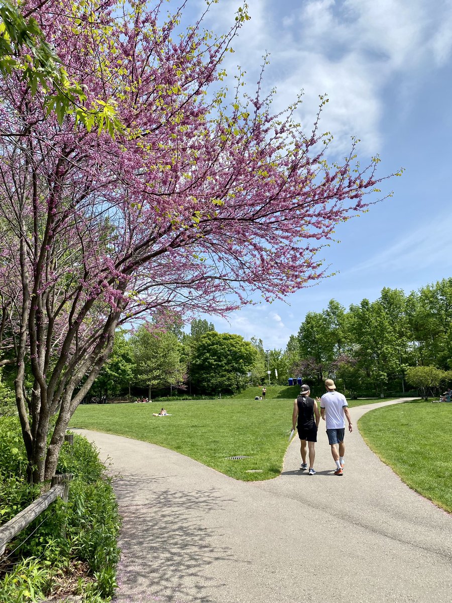 Corktown Common is looking beautiful! So much in bloom: redbud trees, geraniums, virginia waterleaf, meadow anemone, ++. Listen to the frogs and birds by the boardwalk. Perfect spot for a peaceful walk, play, or picnic.
#TOparks #canarydistrict <a href="/CorktownCommon/">Corktown Common</a>