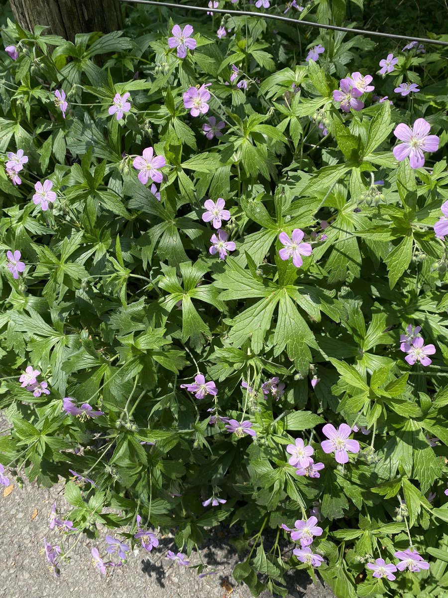 Park Circuit tweet media