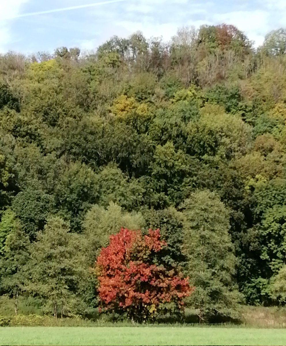 #Dag21 #fotochallenge #mei_nmooistefotos vandaag #bomen #Ardennen @bosw8er_jochem