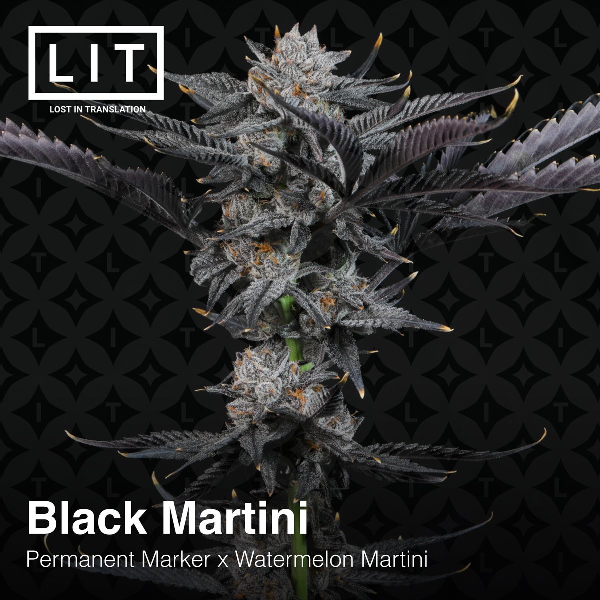 ⚫️ BLACK MARTINI 🍸- now available!