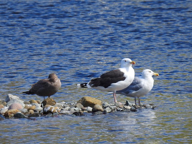 Funny how all the seagulls return as soon as the fishing season begins again. I wonder where they all hide out in the winter time.