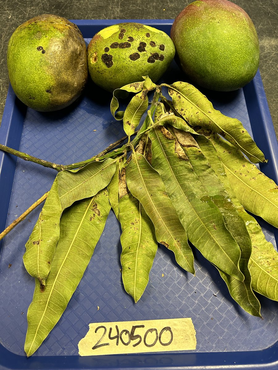 Tropical Plant Clinic & Research Lab tweet media