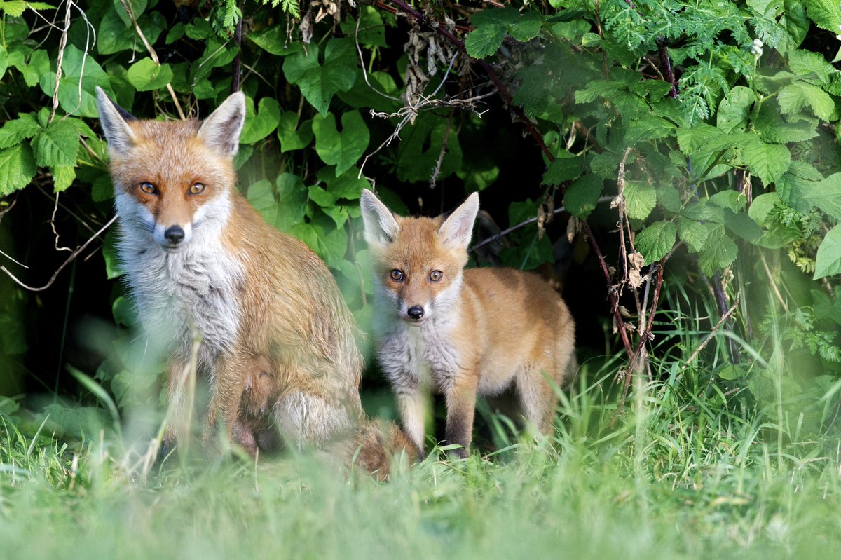 Giles Greenwood (@giles_greenwood) on Twitter photo Mums doing the parenting at @E17Wetlands yesterday
@WildLondon <a href="/Team4Nature/">Team4Nature</a> <a href="/NatureUK/">NatureUK</a> <a href="/Natures_Voice/">RSPB</a> <a href="/LeeValleyPark/">Lee Valley Park</a> Mums doing the parenting at @E17Wetlands yesterday
@WildLondon <a href="/Team4Nature/">Team4Nature</a> <a href="/NatureUK/">NatureUK</a> <a href="/Natures_Voice/">RSPB</a> <a href="/LeeValleyPark/">Lee Valley Park</a>