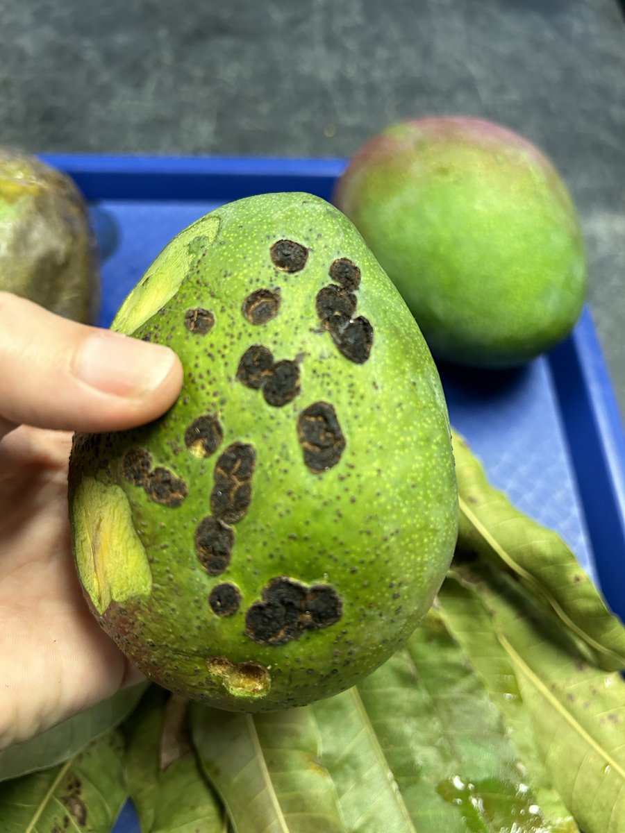 Tropical Plant Clinic & Research Lab tweet media