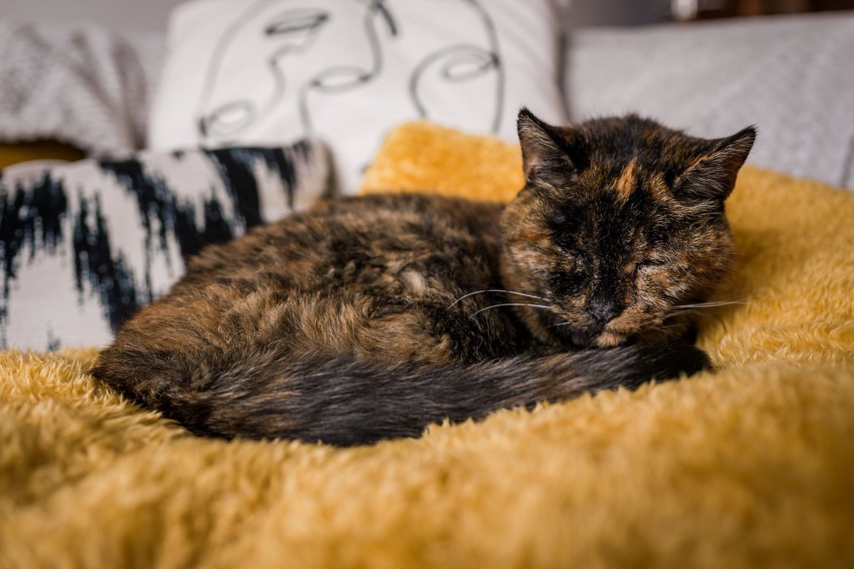 FlossieOnSol's tweet photo. I have seen a lot in my life being a domestic cat. However, me being on the solana chain feels like a dream.

My mum Victoria, will have huge news for everyone soon! She will be attending a spaces to talk more about her story and $Flossie 👀 https://t.co/ZnM0Frqf3p