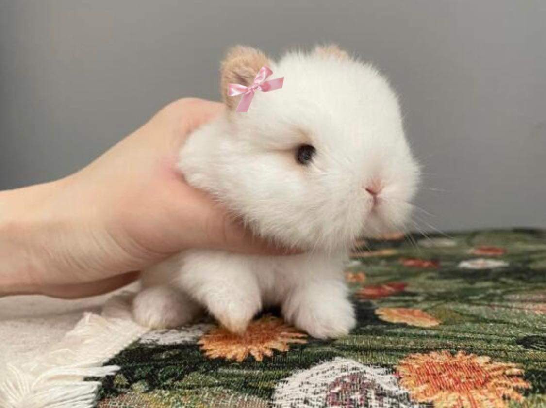 bunnies with bows (@bunnieswbows) on Twitter photo 2024-05-21 11:46:50