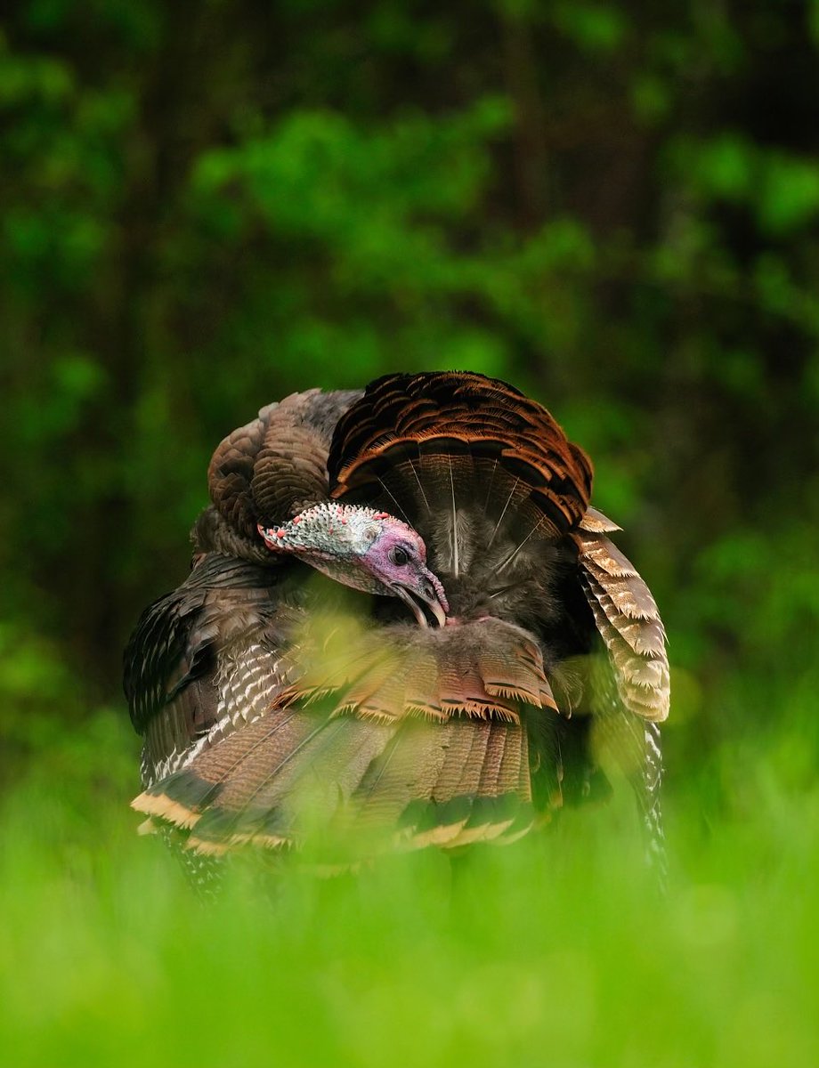 Preening is a form of self-care wild turkeys do for hours daily. Spreading oily secretions from the uropygial gland onto feathers while arranging them with the beak keeps feathers in top-top shape! Anyone seen turkeys preening lately?⁦<a href="/wildturkeylab/">wildturkeylab</a>⁩ ⁦<a href="/NWTF_official/">The National Wild Turkey Federation</a>⁩
