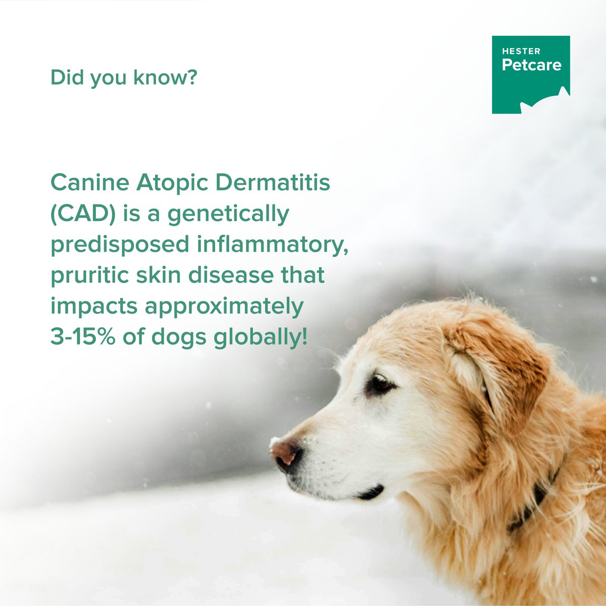 Canine atopic dermatitis is caused by a reaction to environmental allergens like pollen, environmental mites, molds, etc. While CAD is a lifelong condition, effective treatment strategies can still help your pet maintain a high quality of life.

#Hester #canineatopicdermatitis