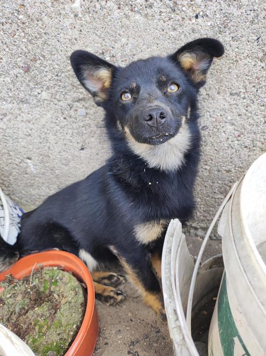 MELKA🐶🙏🏠💔🆘🥹To ok. 8 m-czna sunia.Urodziła się na wsi i nie zaznała w życiu wiele dobra😔Chcemy odmienić los Melki🙏🏠
MELKA  jest malutka i dużo już nie urośnie. Odrobaczona,zaszczepiona,zaczipowana.
 Przebywa w okolicach Głowna w woj. łódz.
606-337-160
509-104-718