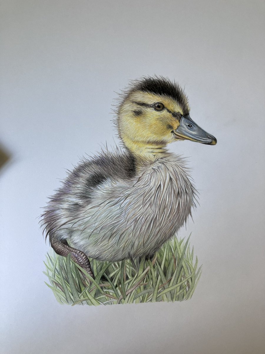 Duckling - getting close to finished now. The last push is always the hardest and longest. #art #drawing #duckling