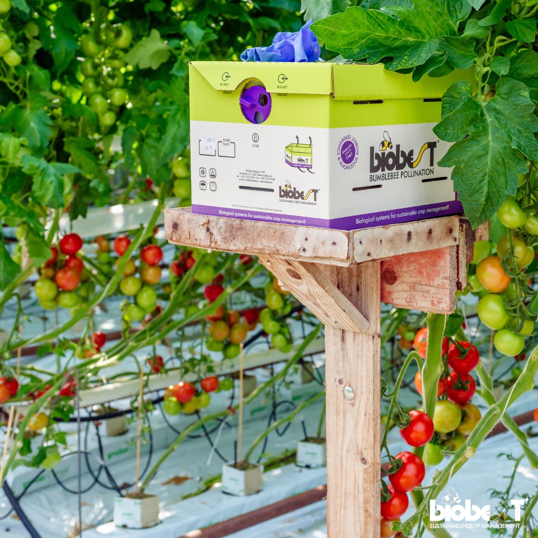 #TuesdayTip May often brings the first hot days of the year, a period where the first #bumblebees #hives introduced in winter may stop activity suddenly but also a period where the blooming is going faster. To ensure optimal #pollination, check your hives regularly!