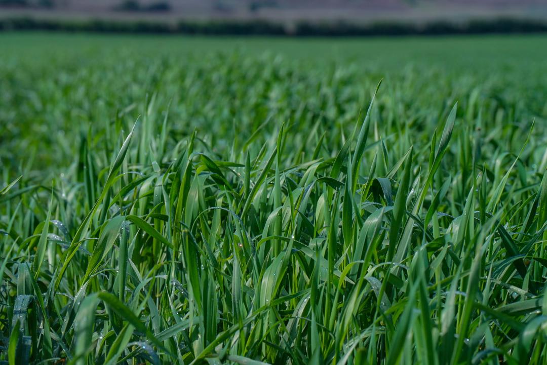 Over the past few years, we have had the opportunity to expand our summer wheat endeavors, ensuring we do not miss our regular rainy season production. Today’s showcase is testimony to continuity in the regular cycle. Agriculture requires strong investments, and the amount of