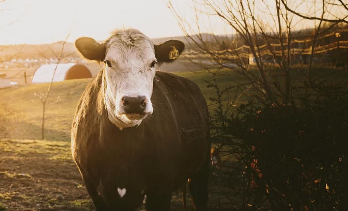 Be kind to cows (and all animals). 🧡 [photo by Sammantha Fisher]