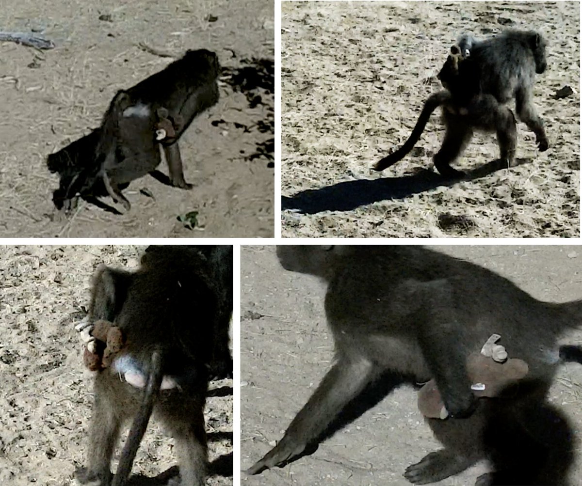 Alecia Carter tweet media