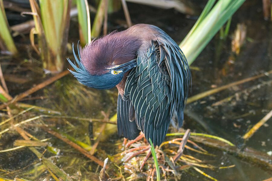 DebraMartz's tweet photo. Preening Green Heron by Debra Martz
Showing off its beautiful #feathers and #colors
https://t.co/ZvRjiAzcDz
#preening #GreenHeron #heron #Birds #Aves #Avian #BirdLovers #FeatheredFriends #ornithology #photography #PhotographyIsArt #BuyIntoArt #AYearForArt #SpringForArt https://t.co/UKSzZbZdWI