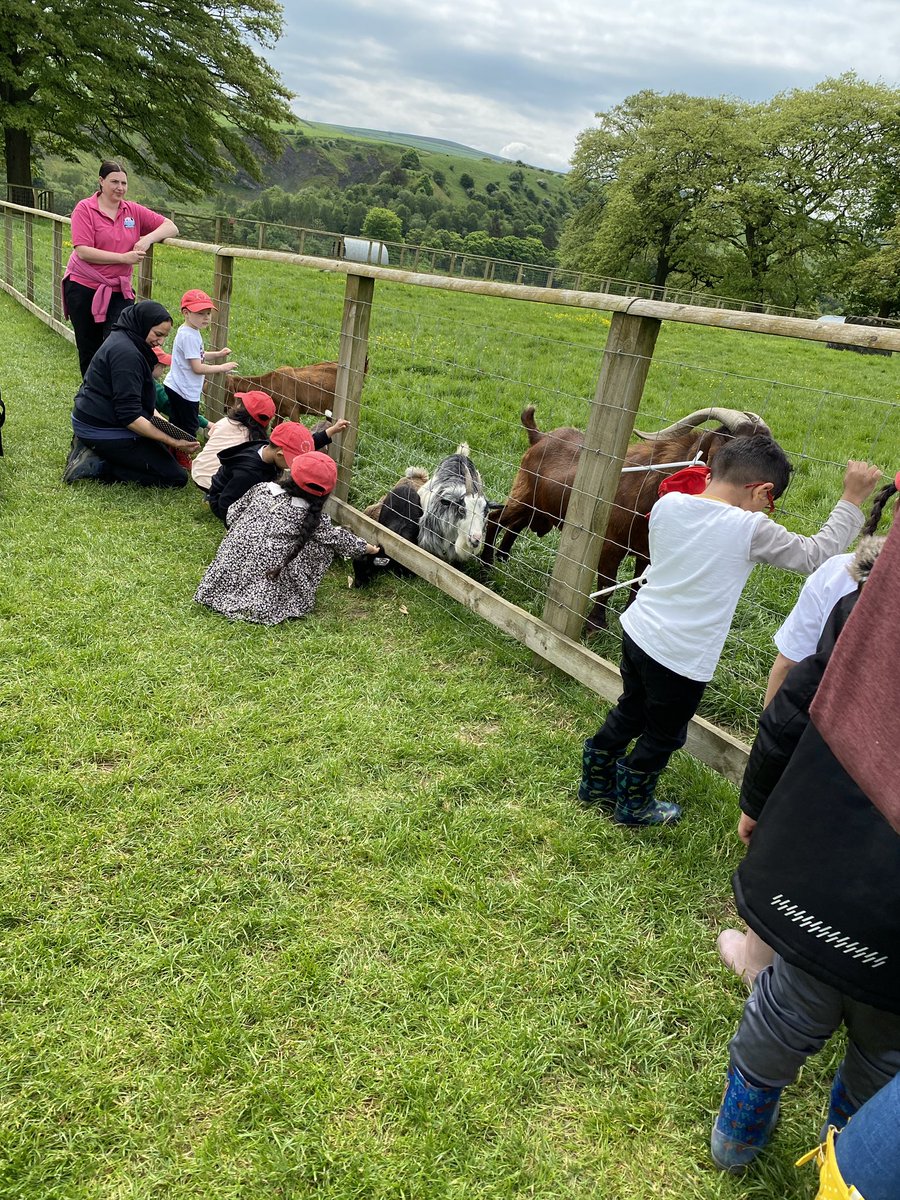 olvschool's tweet photo. The next group are on a paddock walk. We have started by feeding the goats and stroking them. @bcw_cat #OLVEYFS https://t.co/oIXZn8oiz3