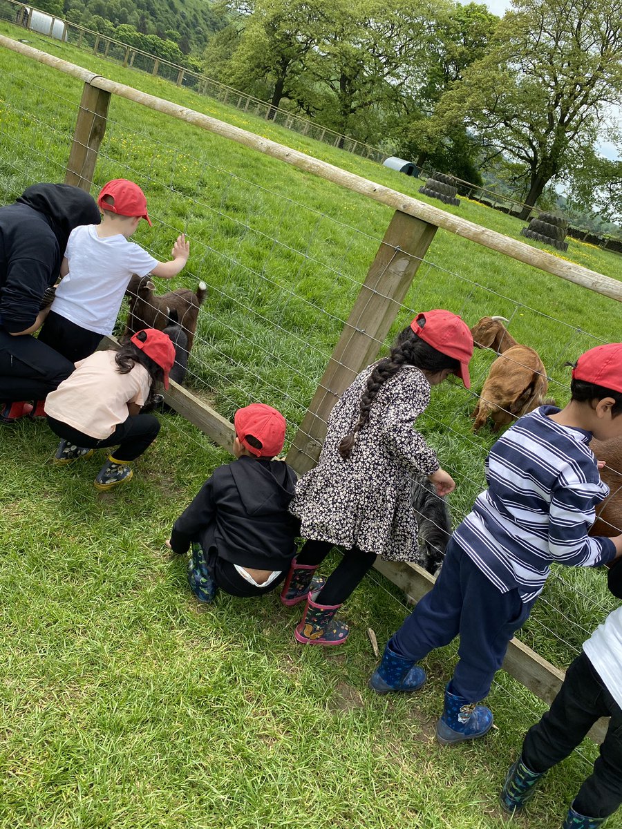 olvschool's tweet photo. The next group are on a paddock walk. We have started by feeding the goats and stroking them. @bcw_cat #OLVEYFS https://t.co/oIXZn8oiz3