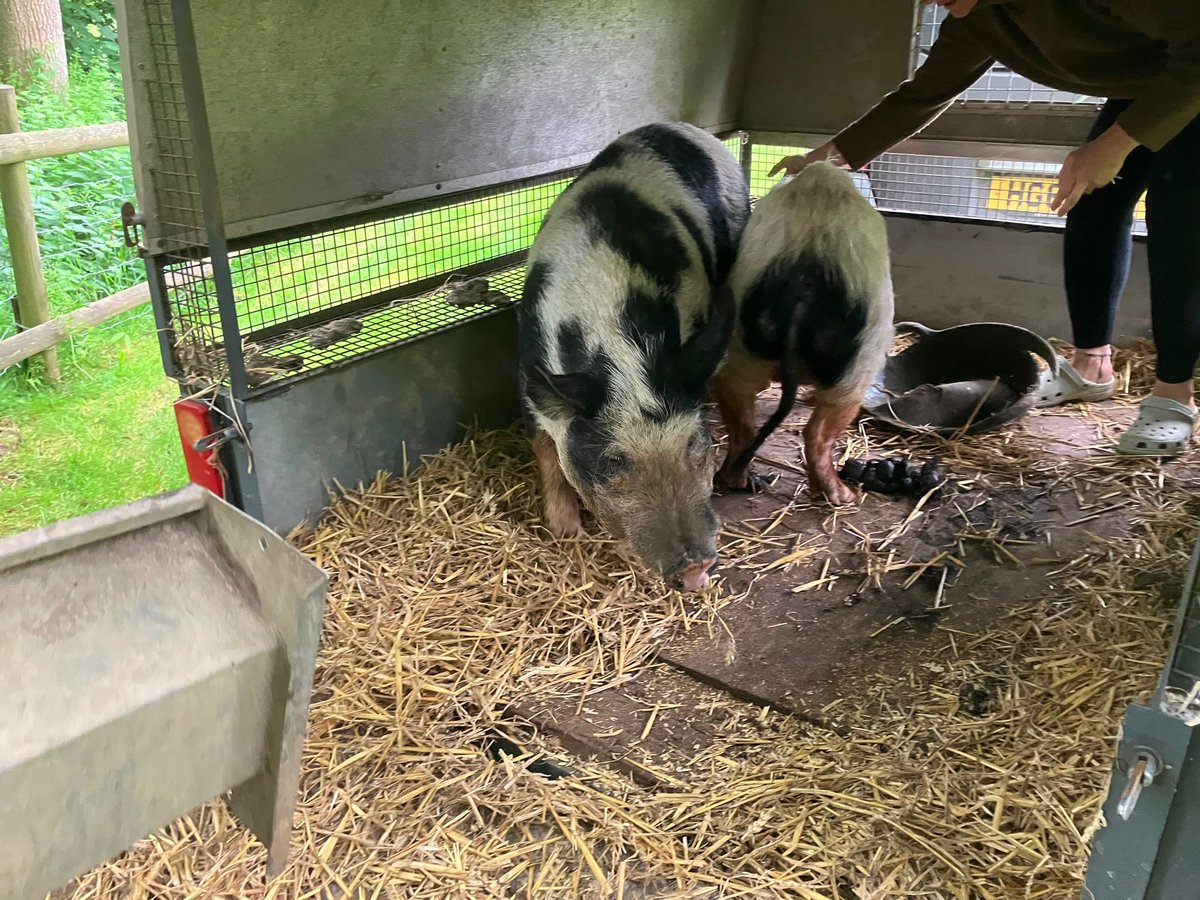 fromthepark's tweet photo. Today we welcomed our adorable school pigs! 🐷🐷 They're already making friends and bringing smiles to everyone's faces. #SchoolPigs #NewAdditions #FarmLife https://t.co/coJmS0QIVj