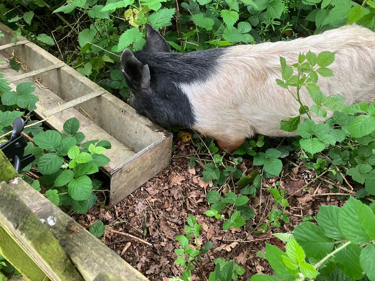 fromthepark's tweet photo. Today we welcomed our adorable school pigs! 🐷🐷 They're already making friends and bringing smiles to everyone's faces. #SchoolPigs #NewAdditions #FarmLife https://t.co/coJmS0QIVj
