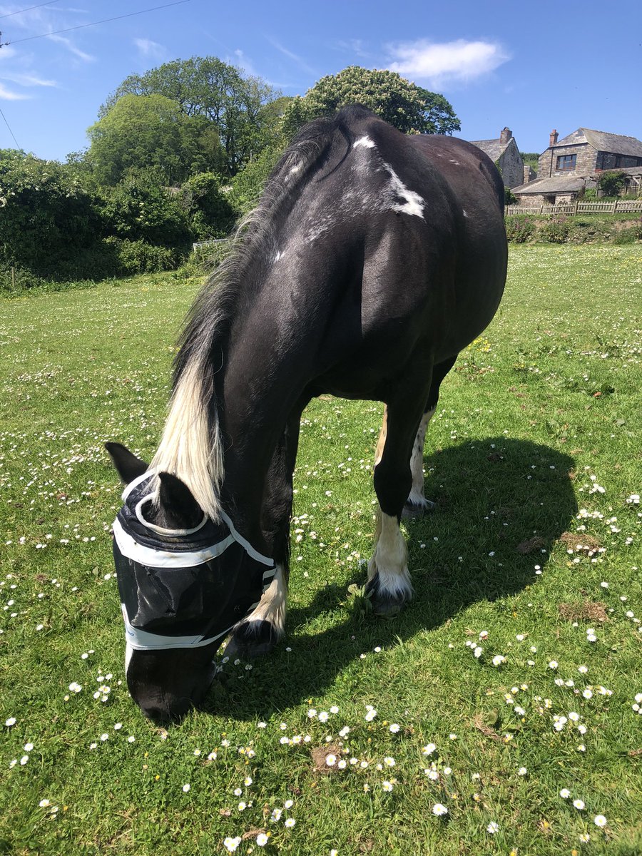 It’s that #superhero mask time of year for the ponies, to keep those pesky flies away 🤩❤️🐴

#farmholidays #northcornwall #bookdirect #petfriendly and springtime is ideal for little ones 🥰 #preschool