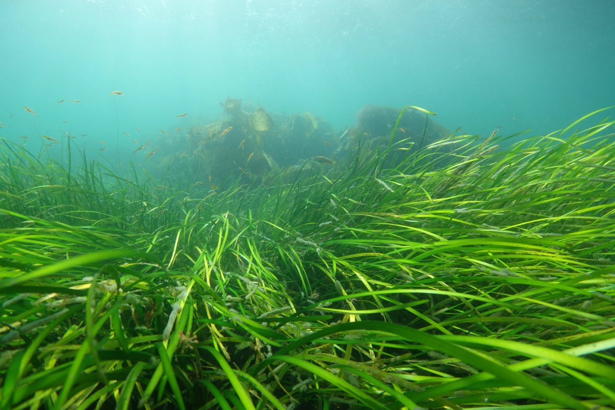 Invasive species aren't just on land, they pose significant threats to our freshwater & marine environments. #INNSweek Cord-grasses, for example, threaten our native seagrass meadows, which are important nursery grounds for commercial fish. #NatureChampioned by @DavidHTorrance