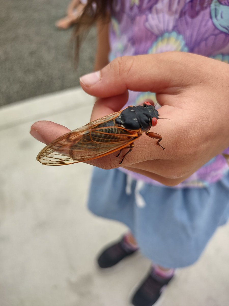 lopezteaches19's tweet photo. Brave heart during cicada season https://t.co/KgAiYRev07